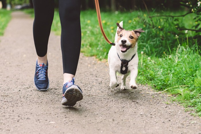 人の横を歩く犬