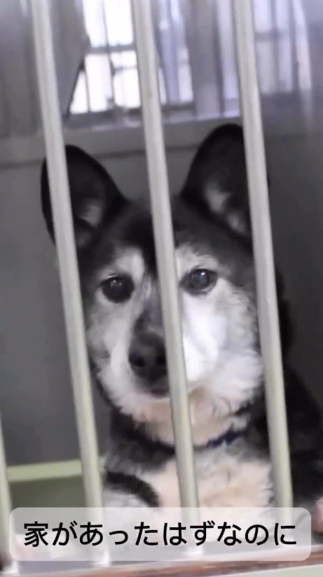 檻の中でジッとしている犬