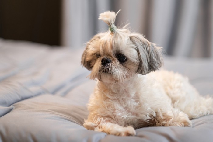 ベッドの上にいるシーズーの子犬