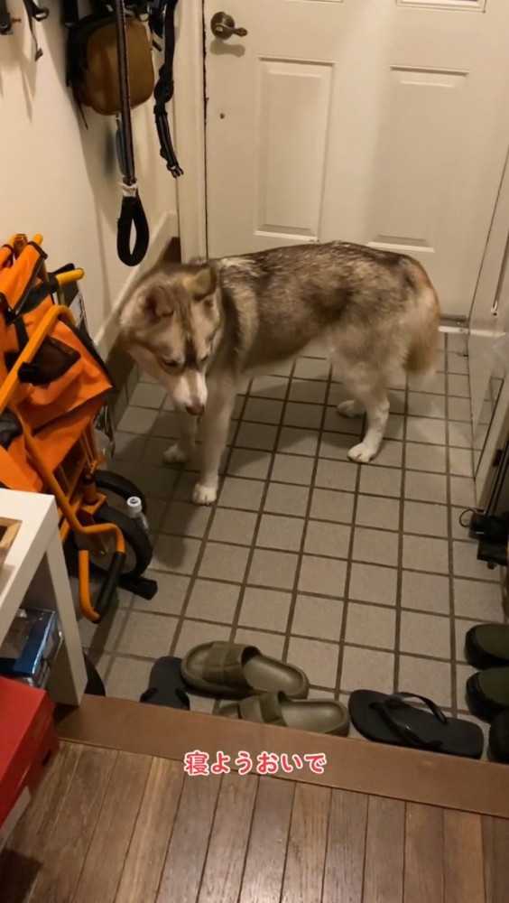 犬に声を掛けるママ