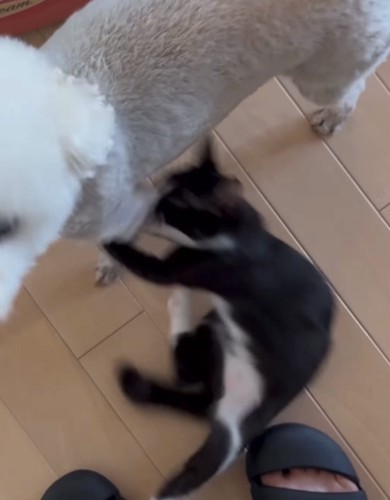 犬の足を攻撃する猫