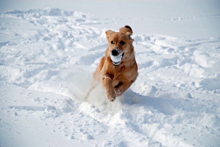 雪の中で遊ぶ犬