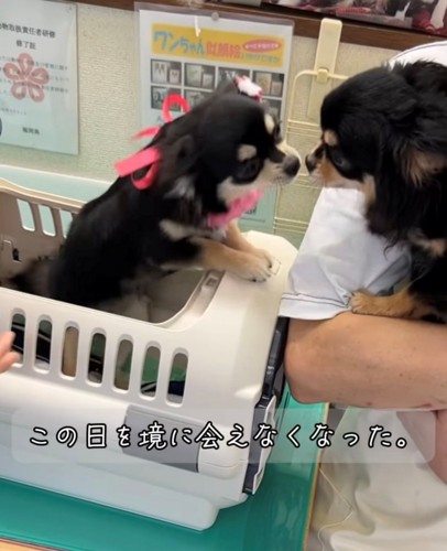 鼻をつける2匹の犬