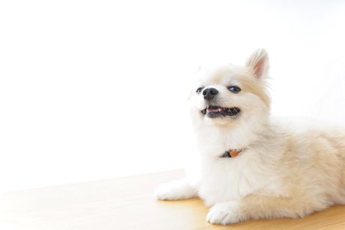 部屋でくつろぐ犬