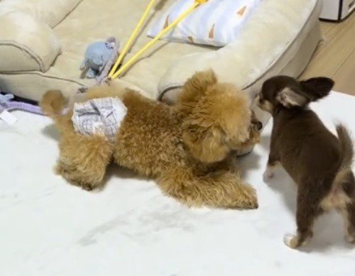 妹犬の前で伏せをする兄犬