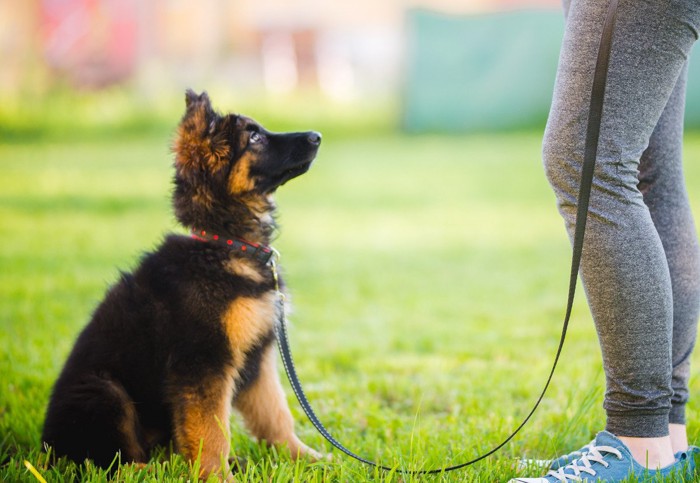 トレーニング中のシェパードの子犬