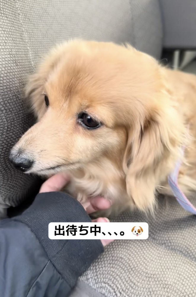 落ち着いているピースちゃん