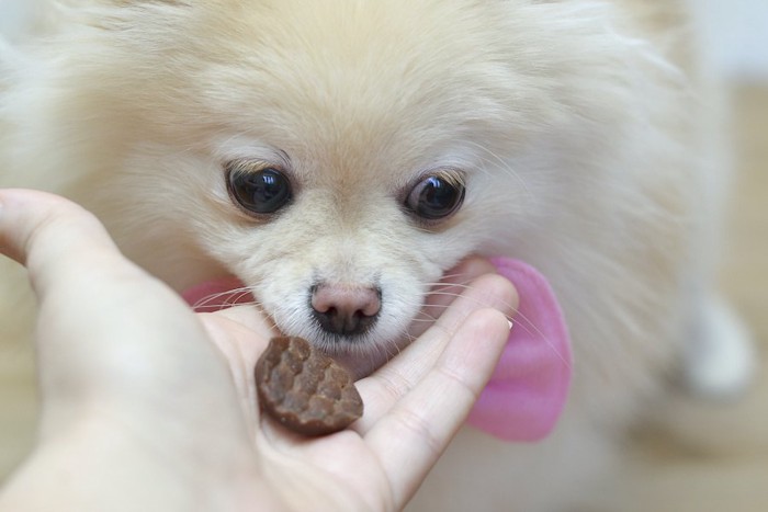 飼い主の手からおやつをもらう犬