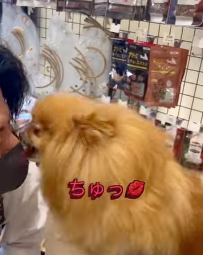 キスする犬