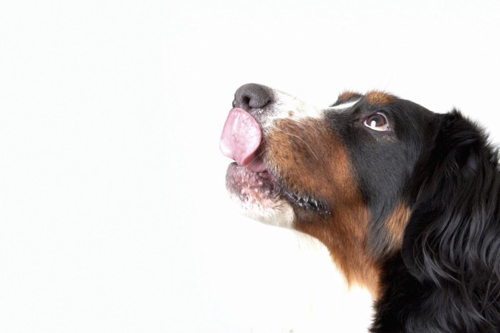 舌なめずりする犬