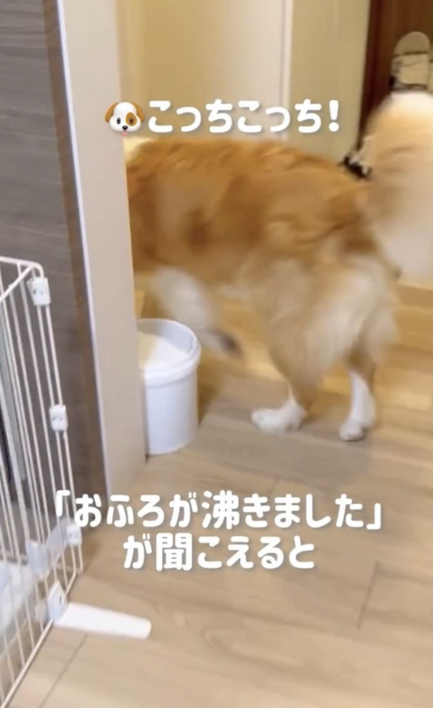 廊下へ誘導する犬