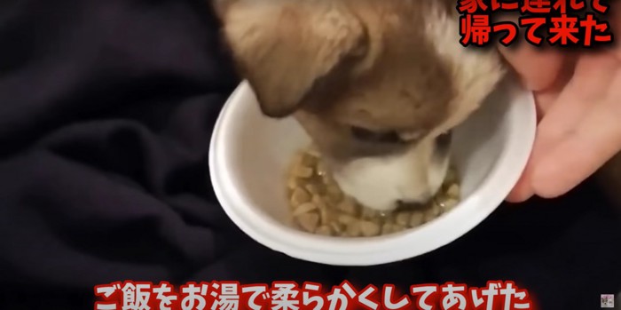 ふやかしたフードを食べる雑種の子犬