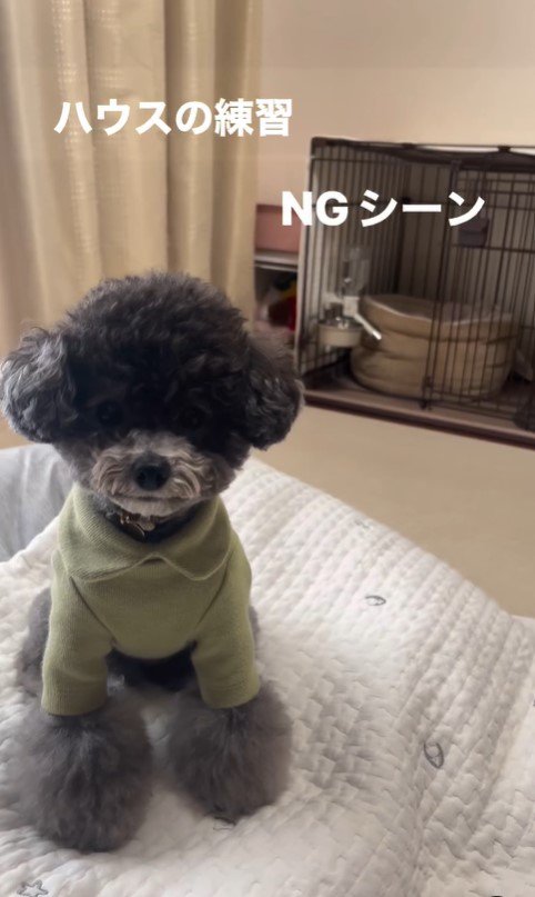 ハウスを失敗するさくらちゃん