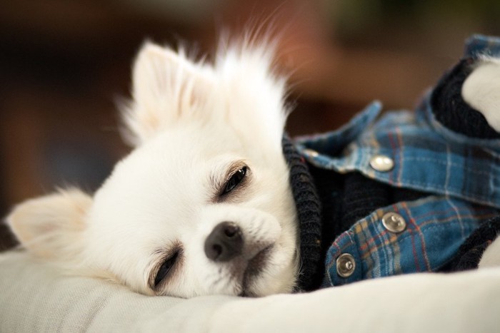 ぐったりする犬