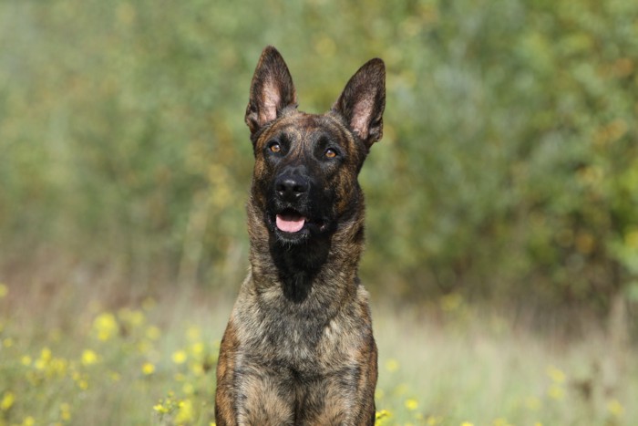 正面を見つめるダッチシェパードの顔のアップ