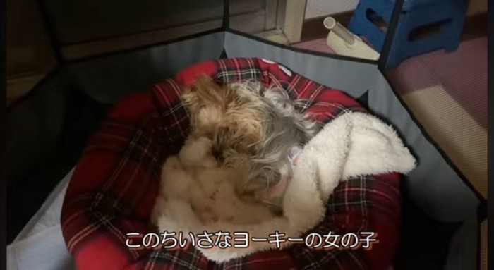 ペット用ベッドに丸まるメスの老犬