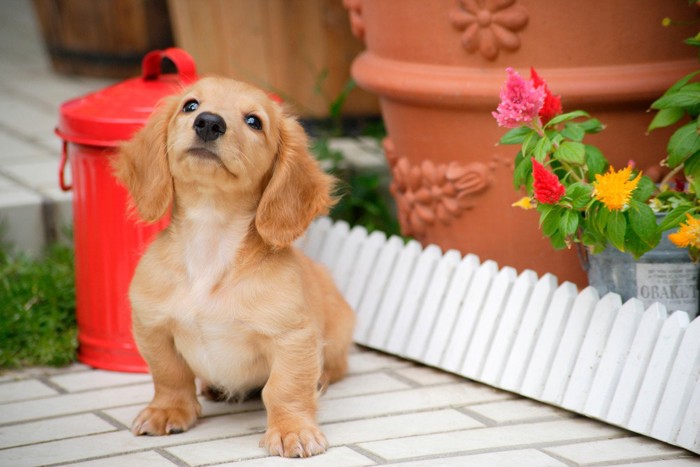 お座りする子犬