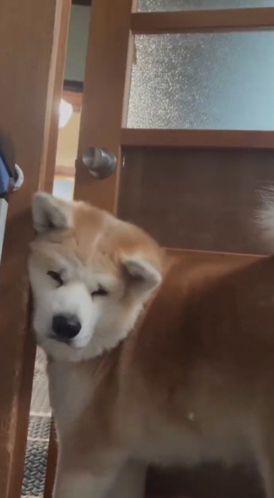 離れていく飼い主を見つめる犬