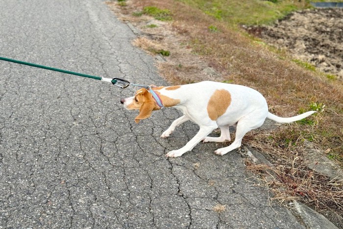 リードを引く、茶白の垂れ耳の犬