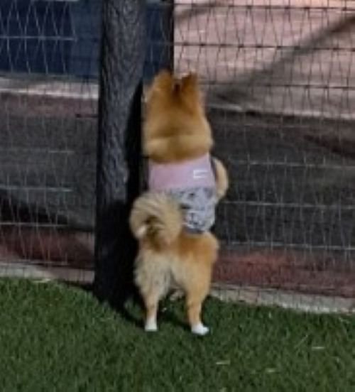 ドッグランに来たもかちゃん