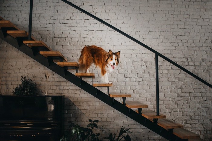 おしゃれな階段を下りる犬