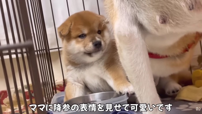 ママに降参することも