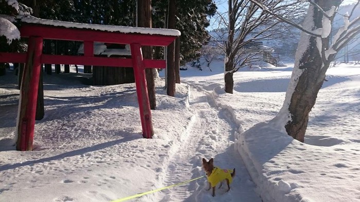 雪と鳥居と犬