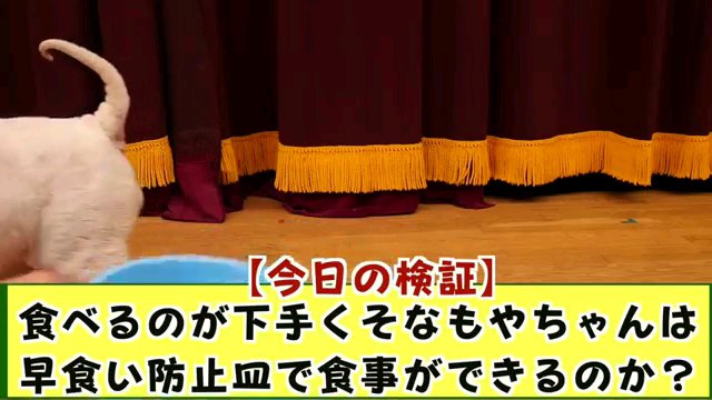 [今日の検証]～字幕