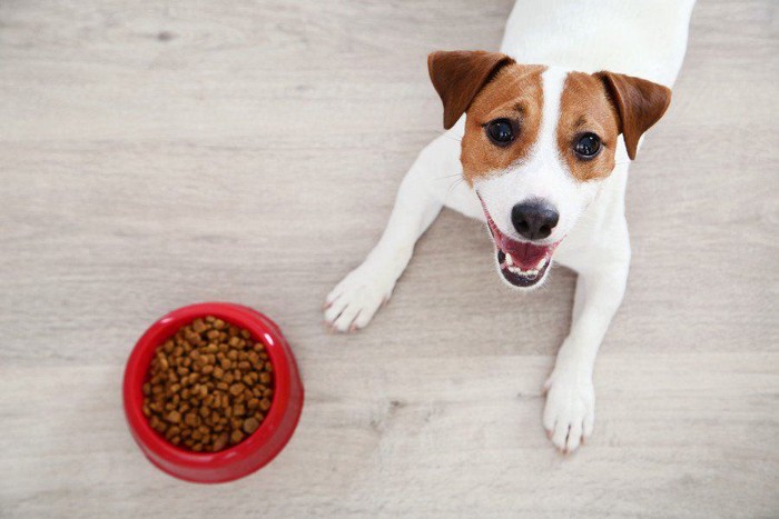 餌の前で待つ犬