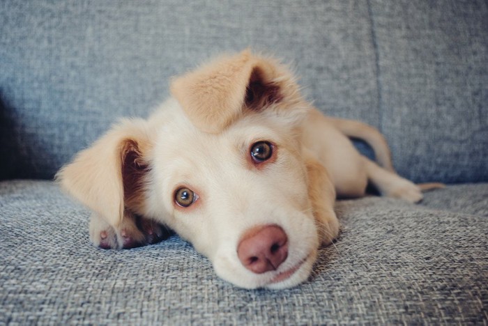 ソファーに寝転ぶ子犬