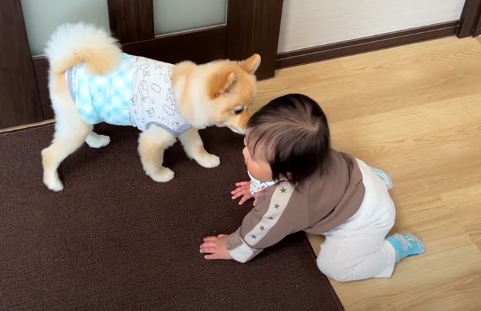 ハイハイする赤ちゃんと犬