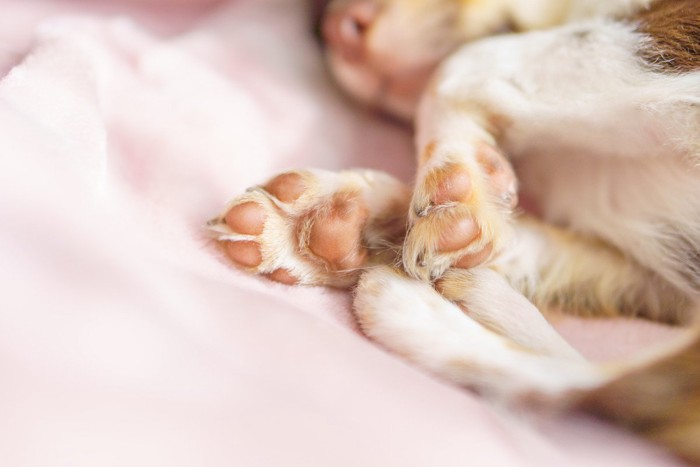 寝ている足の犬