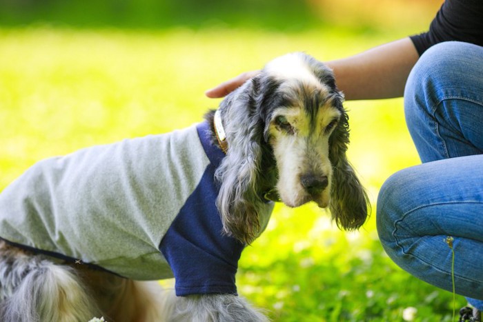 飼い主に撫でられているTシャツを着た老犬