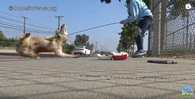 つかまって暴れる犬