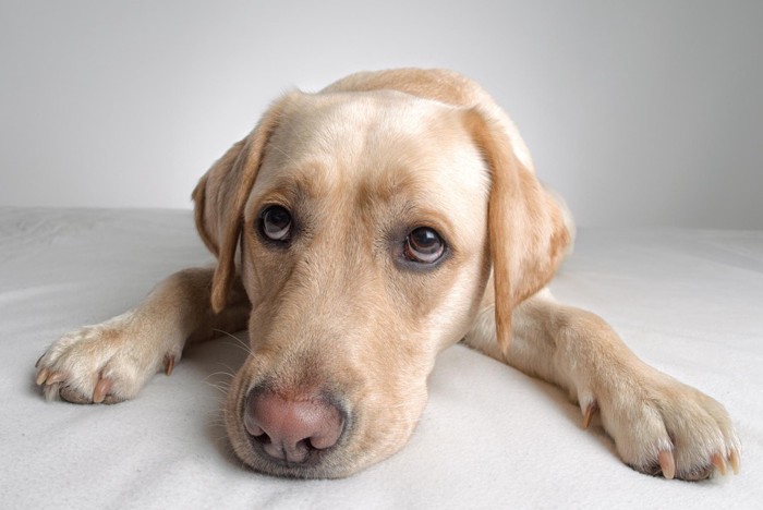 疑問に思う犬