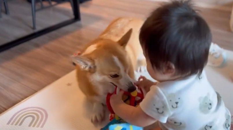 おもちゃを取る犬