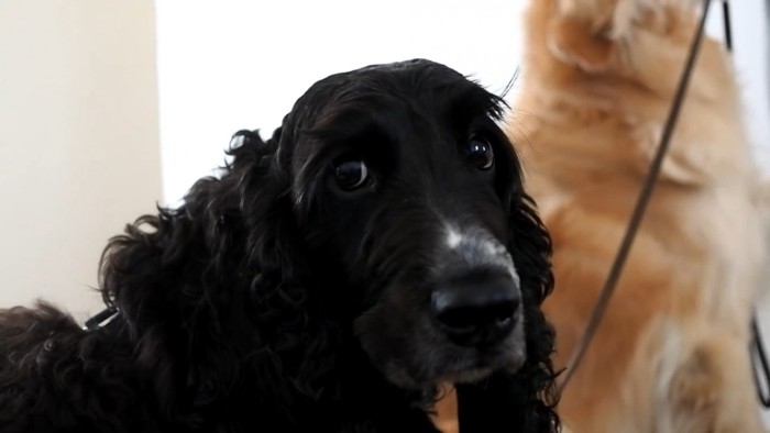 ルーク君をお散歩に誘った時の態度7