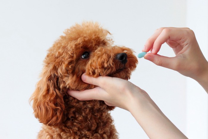 投薬されている犬