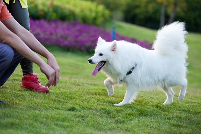 呼ばれて飼い主にかけよる白い犬