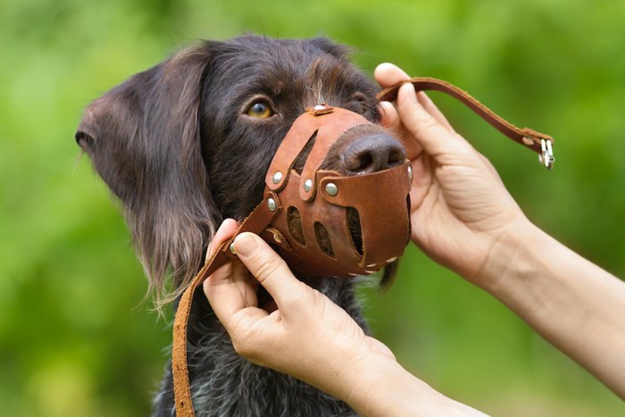 口輪を装着しようとしている垂れ耳の犬