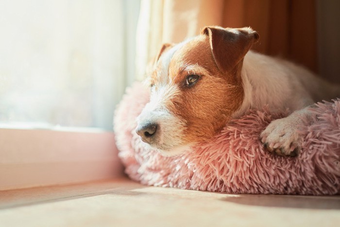 窓辺で日を浴びる犬