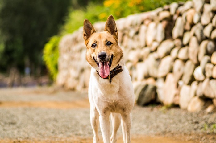 道に立つ犬