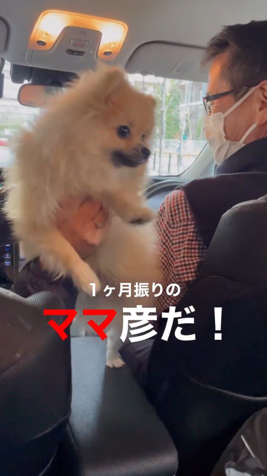 助手席と運転席の間に足を乗せる犬