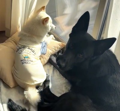 日向ぼっこする犬たち