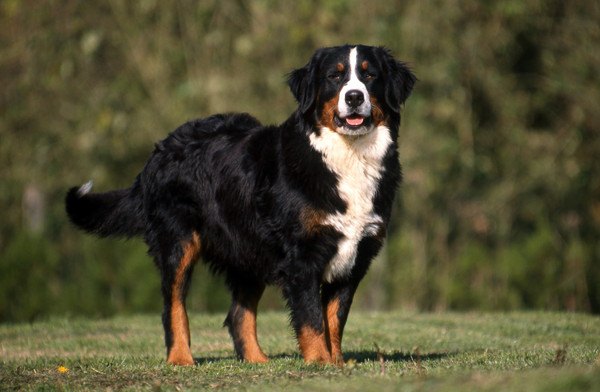 bernese mountain dog