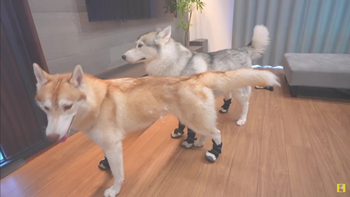 もんちゃんも靴に挑戦