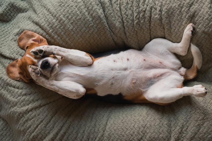 顔を隠しながら仰向けになっている犬