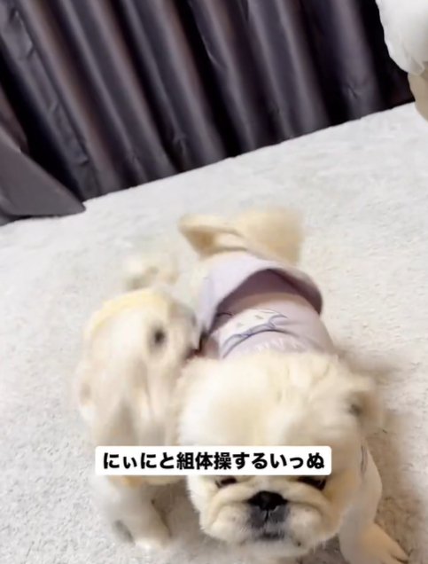 寄り添う2匹の犬