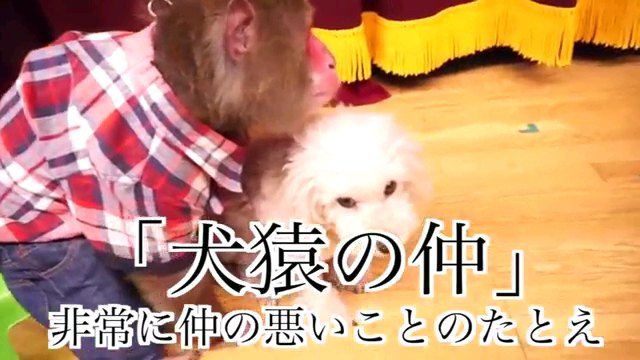 犬猿の仲～字幕