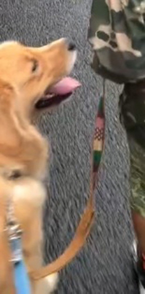 犬に繋がれている短いリード